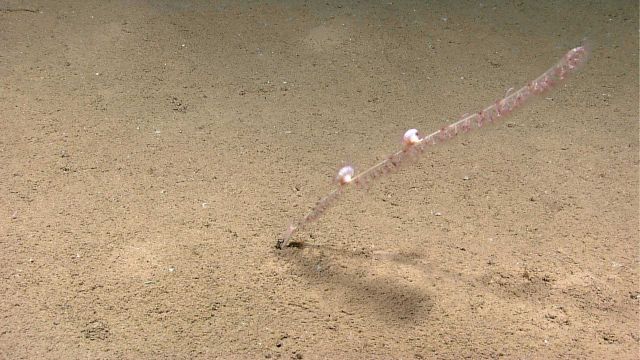 A bamboo whip coral with two colonizing zoanthids. Picture