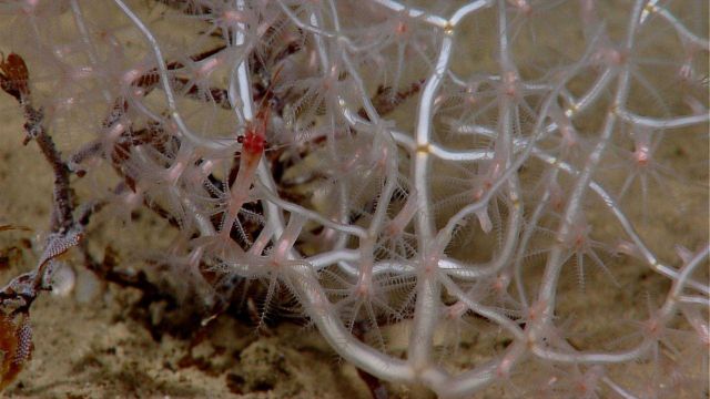 A bamboo coral with large translucent polyps with a large red shrimp living in its seemingly intertwining branches Picture