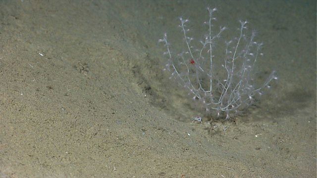 A small bamboo coral bush with a shrimp in its branches and a small squat lobster at its base on a sand and mud bottom Picture