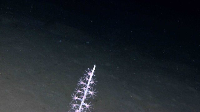 Top of a bamboo whip coral. Picture
