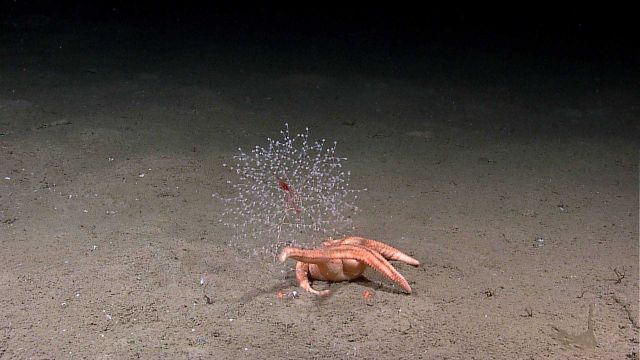 Large starfish attacking a small chrysogorgia coral bush. Picture