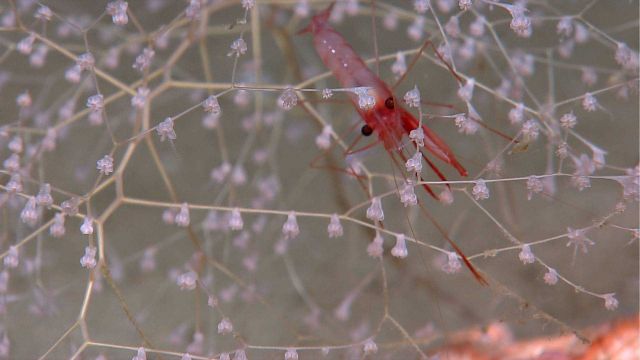A red shrimp in the delicate branches of a small chrysogorgia coral bush. Picture