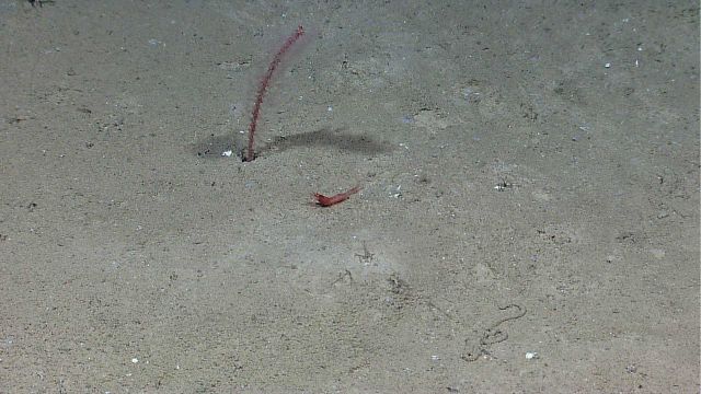 A sea pen octocoral with polyps extended and a red shrimp Picture