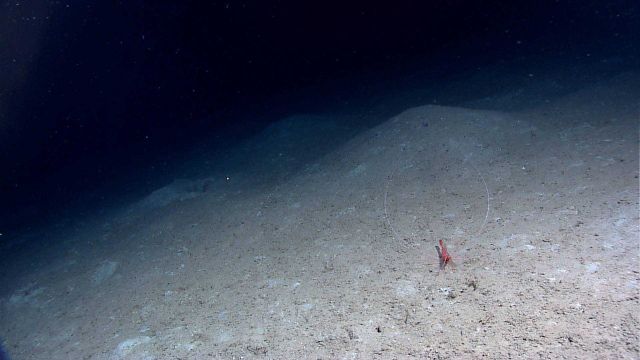 A red shrimp with relatively huge antennae Picture