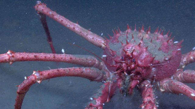 Closeup view of a spiky looking pink lithodid crab. Picture