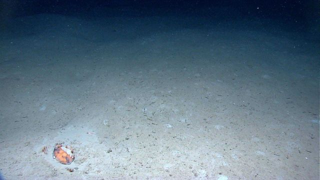 Crab (Chaceon sp.) buried in the sediments. Picture