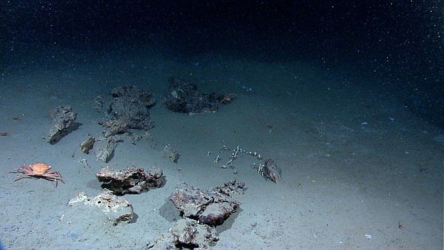 Crab (Chaceon sp.) in the vicinity of a group of rocks Picture