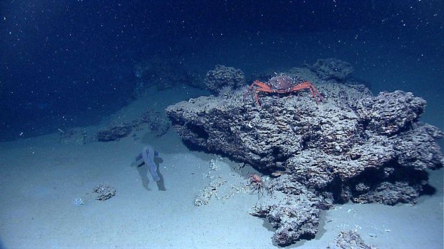 A large red crab serving as a host to what appear to be numerous hitch-hiking barnacles sits atop a rock outcrop Picture