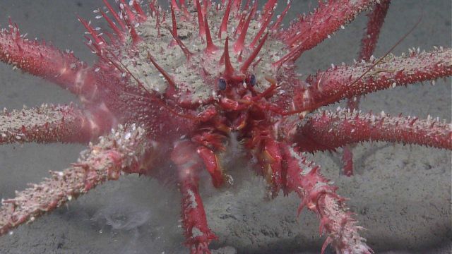 A pinkish red lithodid crab serving as host to numerous small white barnacles. Picture