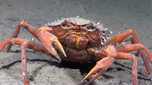 Closeup of a crab (Chaceon sp.) with numerous small white barnacles attached. Picture