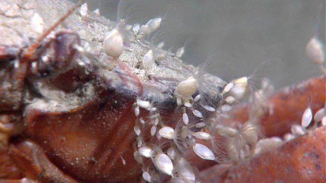 Small stalked barnacles on a crab with cirri extended. Picture