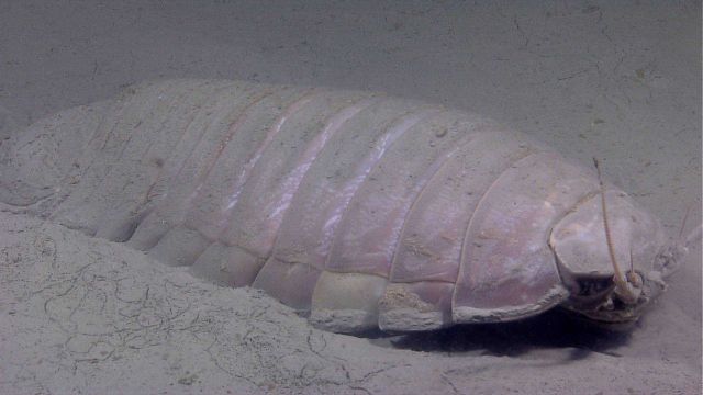 The giant isopod Bathynomus giganteus. Picture