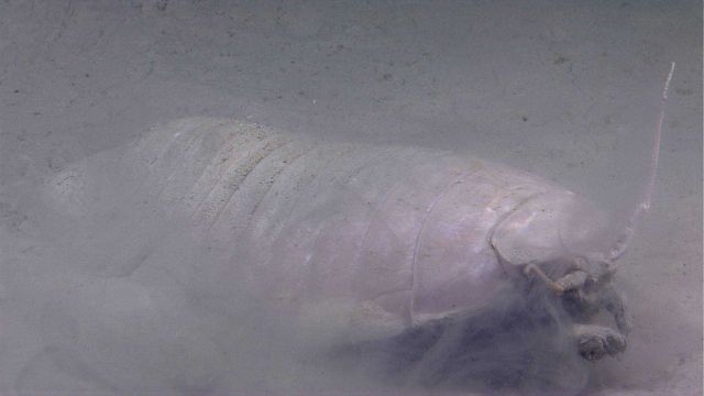 The giant isopod Bathynomus giganteus. Picture