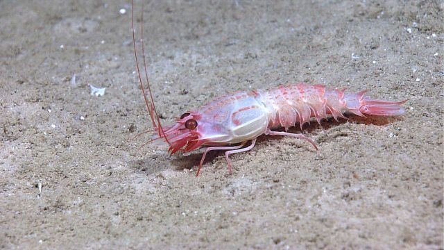 Closup of a pink rock shrimp Picture