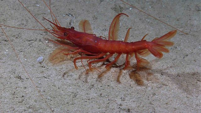 A royal red shrimp (Pleoticus robustus) with huge antennae Picture