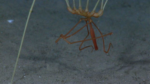 A closeup of the proboscis of a giant pycnogonid sea spider. Picture