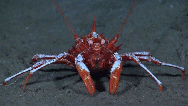 The orange seemingly illuminated eyes of this lithodid crab give it an eerie appearance. Picture