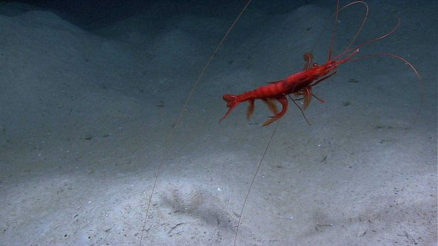 A royal red shrimp (Pleoticus robustus) with huge antennae Picture