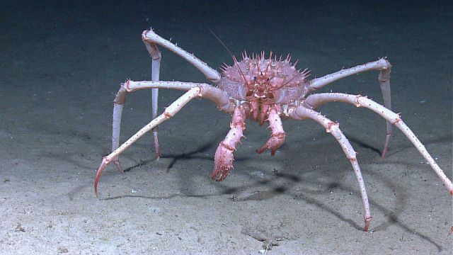 A large pinkish white lithodid crab Picture