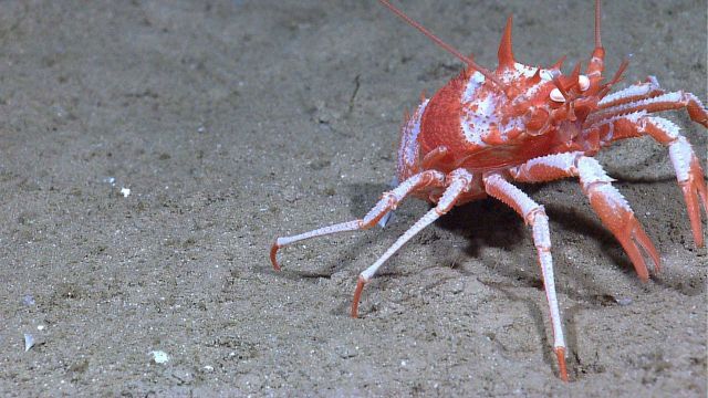 An orange and white squat lobster. Picture