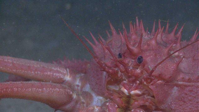 Closeup of lithodid crabs 
