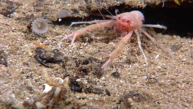 A squat lobster at the entrance to its shelter Picture