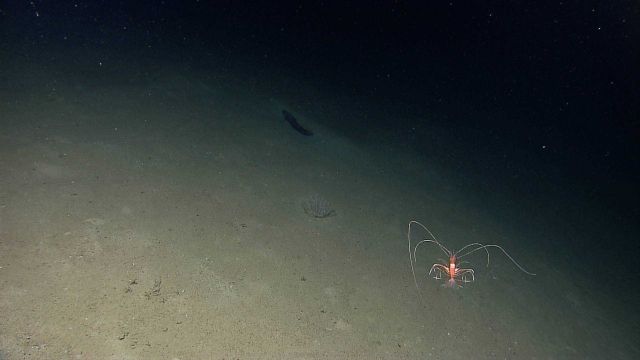 A large swimming shrimp Picture