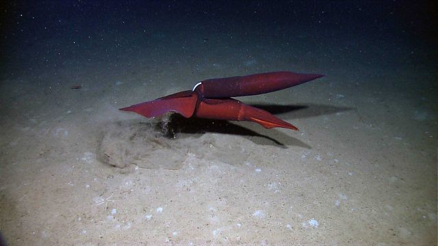 Two large squid attempting to mate in the Gulf of Mexico Picture