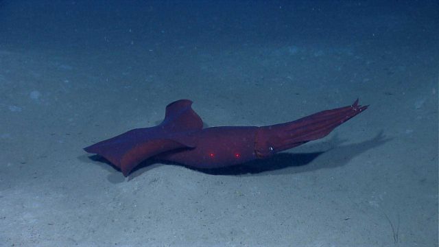 Large red squid near seafloor Picture