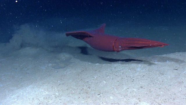Large red squid near seafloor Picture
