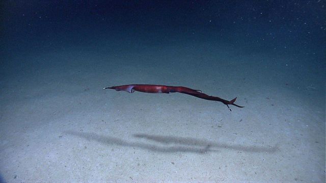 Large squid cruising over white sand and mud seafloor Picture