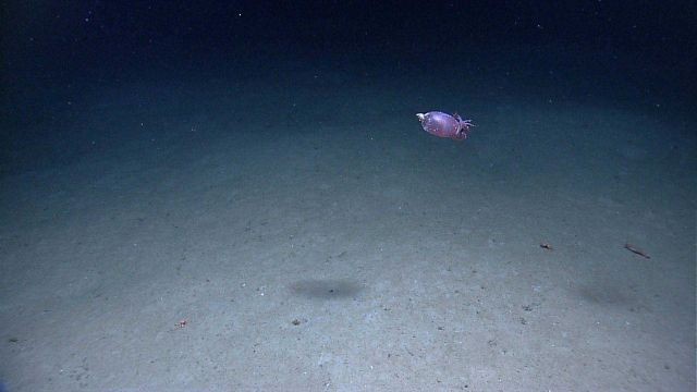 Piglet squid Helicocranchia pfefferi . Picture