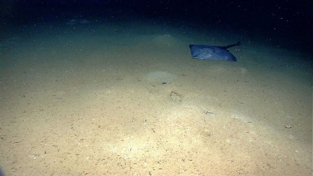 Large skate on the seafloor Picture