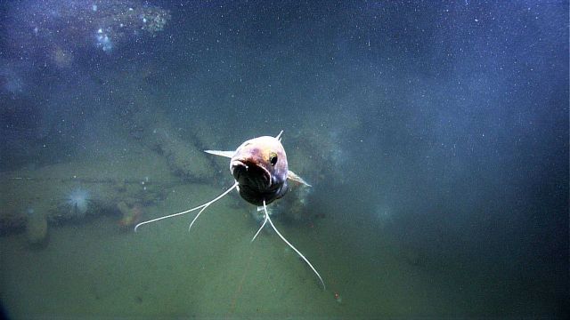 Gadiform fish at shipwreck site inspecting Little Hercules ROV Picture