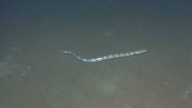 A large eel, approximately 1-meter long, with multiple bars from head to tail. Picture