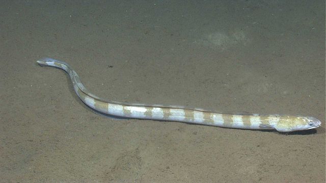 A large eel, approximately 1-meter long, with multiple bars from head to tail. Picture