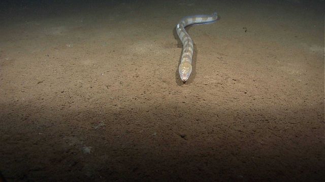 A large eel, approximately 1-meter long, with multiple bars from head to tail. Picture