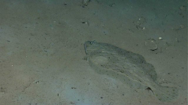 Deepwater flounder (Monolene sessilicauda?) Picture