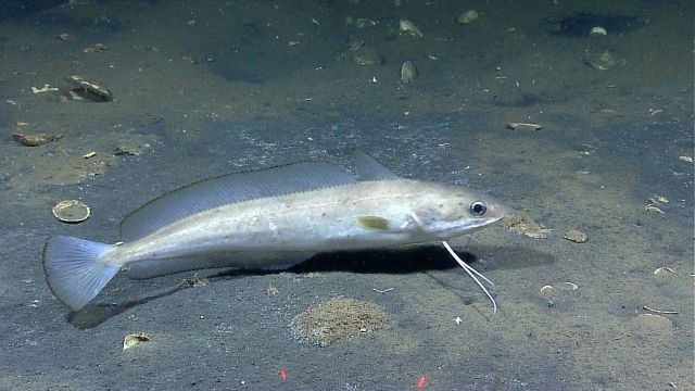 A gadiform deep sea fish Picture
