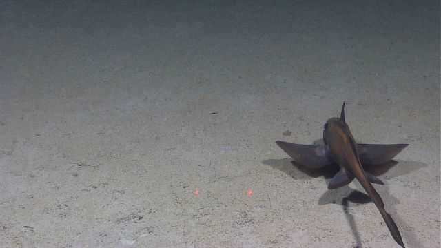 A longnose or narrownose chimaera (Harriota raleighana) Picture