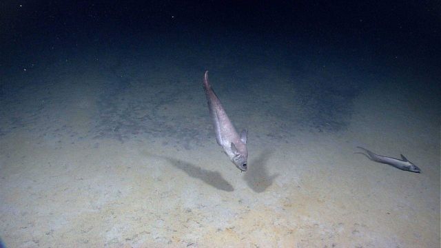 A grenadier going vertical while another is horizontal on the seafloor. Picture