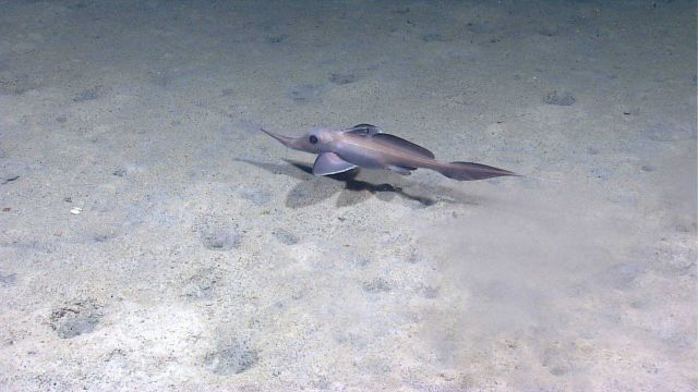 A longnose or narrownose chimaera (Harriota raleighana) Picture