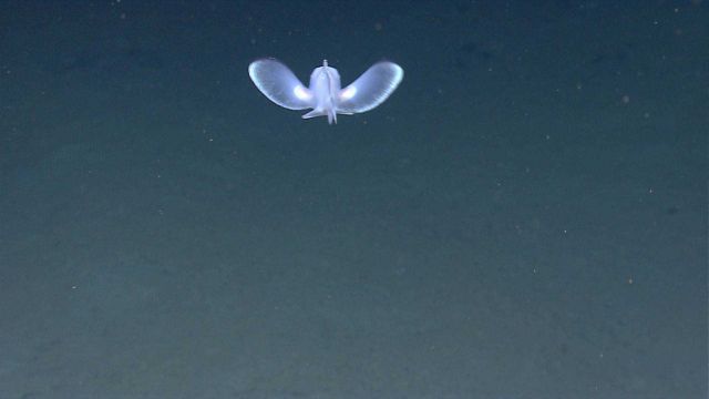 Tail view of a longnose or narrownose chimaera (Harriota raleighana) Picture