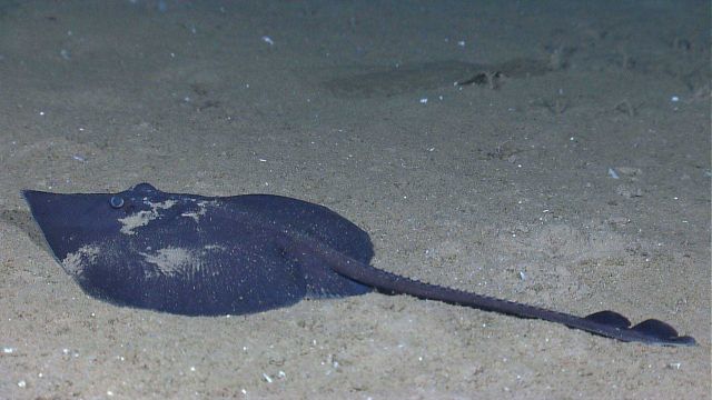 Large ray on sea floor Picture