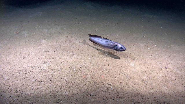 A cusk eel. Picture
