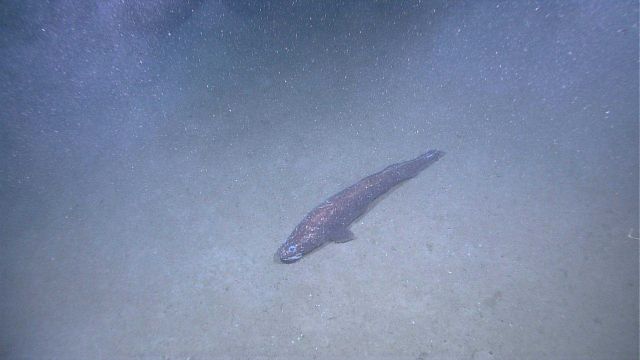 A large fat cusk eel. Picture