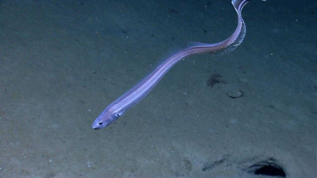 Deep sea eel Picture