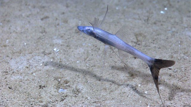 A species of tripod fish Picture