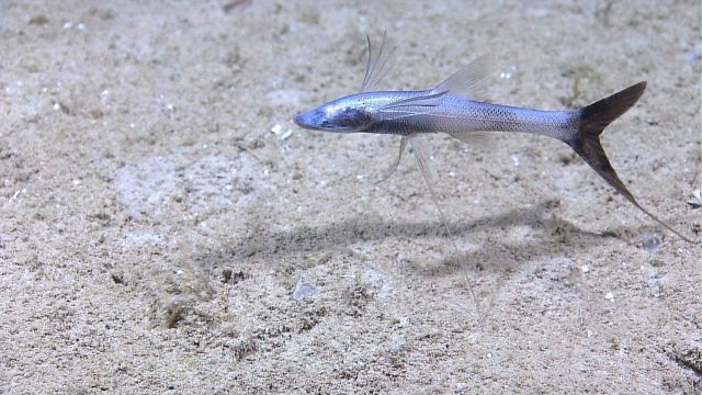 A species of tripod fish Picture