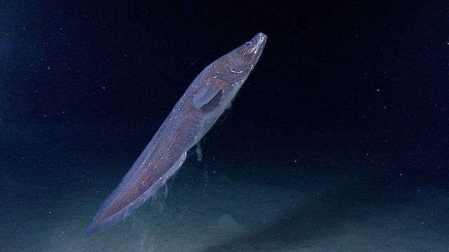 A large cusk eel leaving the bottom. Picture
